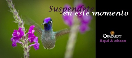 16-colibri